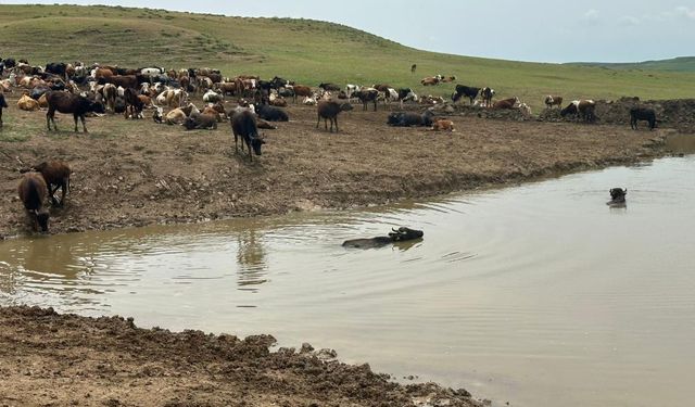 Diyarbakır'da hayvanların içme suyu göletleri onarılıyor