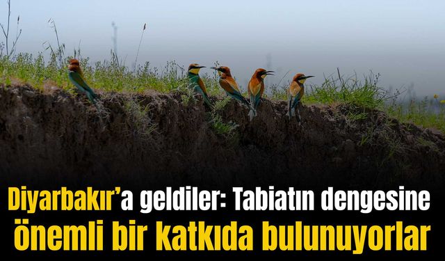 Kışı Afrika'da geçiren arı kuşları Diyarbakır'a geldi: Faydaları çok!