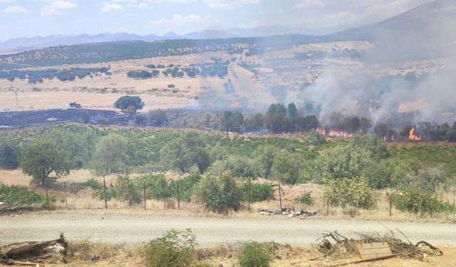 Diyarbakır'da üzüm bağları ve meyve ağaçları yangında zarar gördü