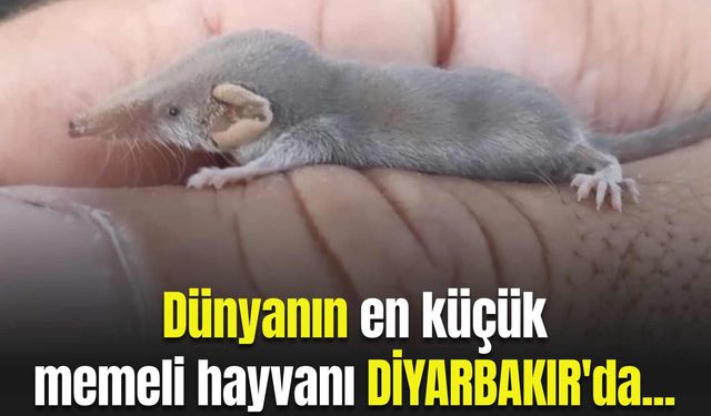 Dünyanın en küçük memeli hayvanı Diyarbakır'da...