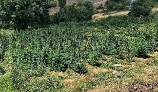 Diyarbakır’da 2 milyon 715 bin kök kenevir/skunk bitkisi imha edildi