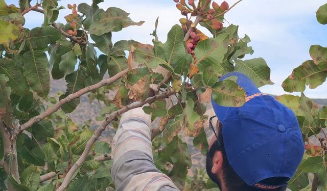 Siirt’te fıstık hasadındaki verim çiftçinin yüzünü güldürdü