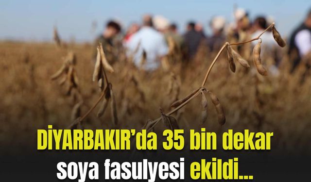 Diyarbakır’da 35 bin dekar soya fasulyesi ekildi