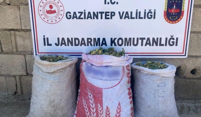 Gaziantep'te faili meçhul hırsızlık şüphelisi 73 kişi yakalandı