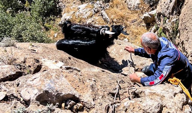 Diyarbakır'da Kayalıklarda Mahsur Kalan Keçiler Kurtarıldı