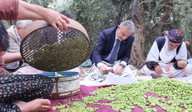 Mardin'de Zeytin Hasadı Başladı