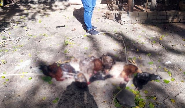 Şanlıurfa'da başıboş köpekler 15 tavuğu öldürdü