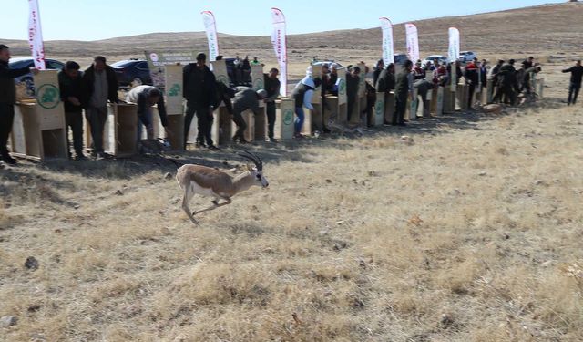 Üretme İstasyonunda doğan 30 ceylan doğaya bırakıldı