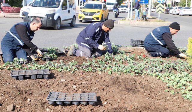 Diyarbakır’da 1 milyon 30 bin kışlık çiçek toprakla buluşuyor