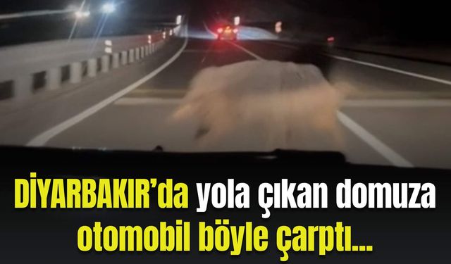 Diyarbakır’da yola çıkan domuza otomobil böyle çarptı