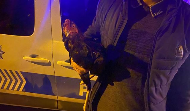 Horoz dövüştürenlere polis baskını: 6 gözaltı