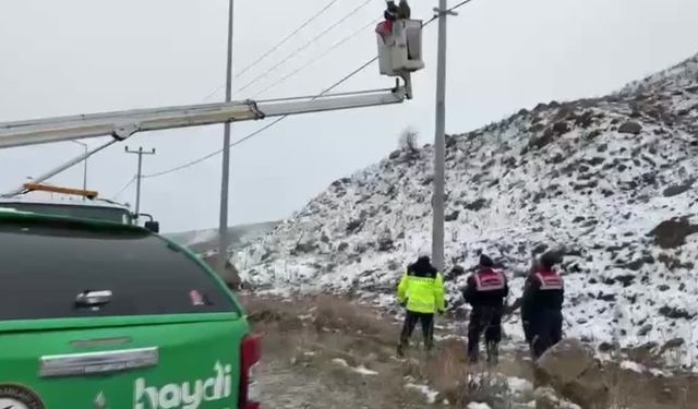 Muş'ta elektrik tellerine sıkışan yaralı puhu kurtarıldı