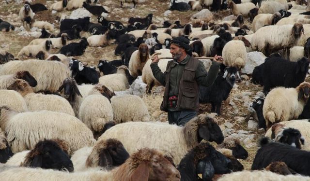 Şırnak'ta göçerlerin zorlu yolculuğu devam ediyor