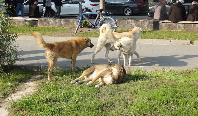 Başıboş Köpek Sorunu Ciddileşiyor: Kuduz Aşıları Arttı