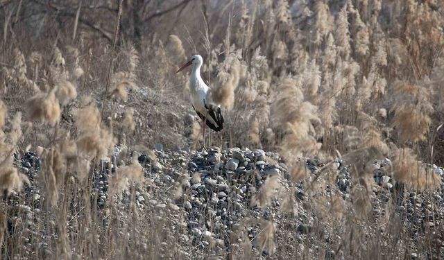 Dicle Nehri havzasında leylekler uzun yıllardır göç etmiyor