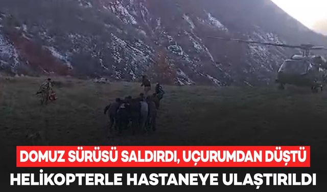 Domuz sürüsü saldırdı, uçurumdan düştü: Helikopterle hastaneye ulaştırıldı