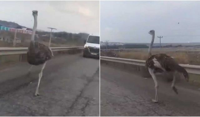 Diyarbakır-Bismil kara yoluna çıkan deve kuşu sürücülere zor anlar yaşattı