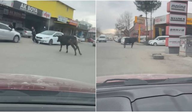 Batman’da sanayi sitesine giren boğa, esnafı kovaladı