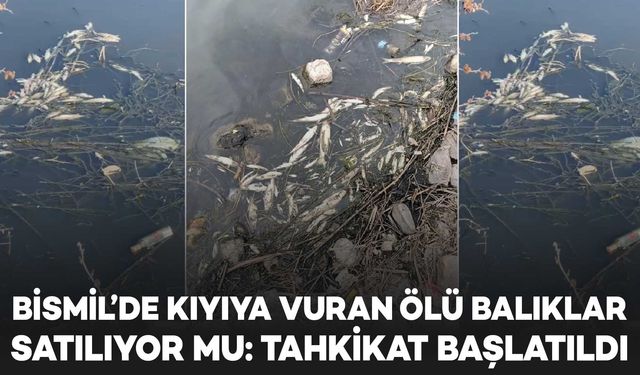 Bismil’de kıyıya vuran ölü balıklar vatandaşlara mı satılıyor; Tahkikat başlatıldı