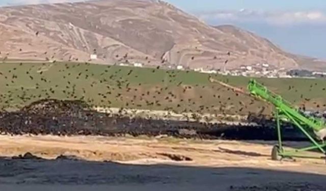 Diyarbakır'da farklı türde binlerce kuş, buğday silosunda görüntülendi