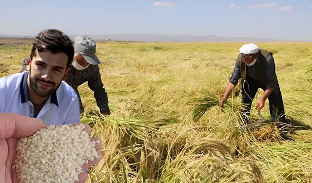 Diyarbakırlı Mühendis, Sağlık için Karacadağ pirincine dikkat çekti