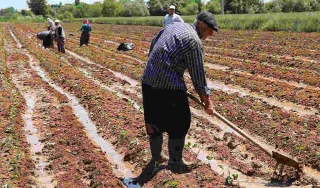 Enerji Maliyetleri Çiftçiyi Zorluyor: Güneş Enerjisi Umut Olabilir mi?