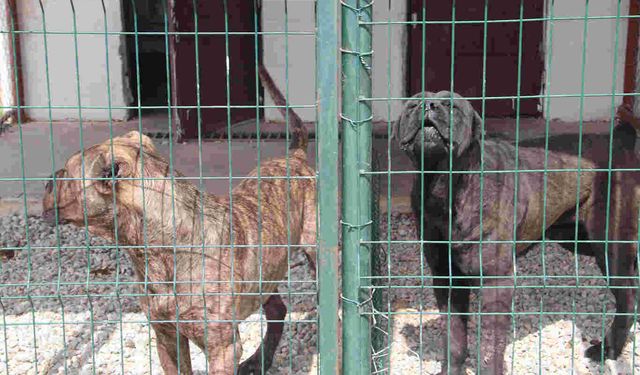 Başıboş Köpekler Toplandı Rehabilitasyon Süreci Başladı