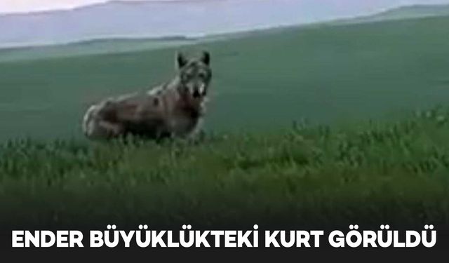 Batman’da görüntülenen kurt, büyüklüğüyle hayrete düşürdü