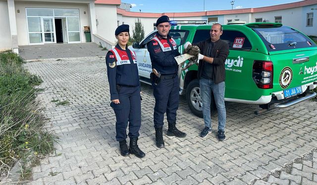 Bismil’de jandarma ekiplerinin yaralı halde bulduğu şahin, tedaviye alındı