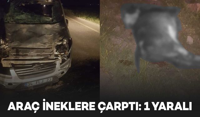 Diyarbakır’da araç ineklere çarptı: 1 yaralı