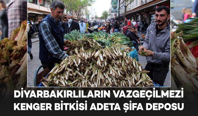 Diyarbakırlıların şifa deposu kenger, tezgahlarda yerini aldı: Kilosu ne kadar?
