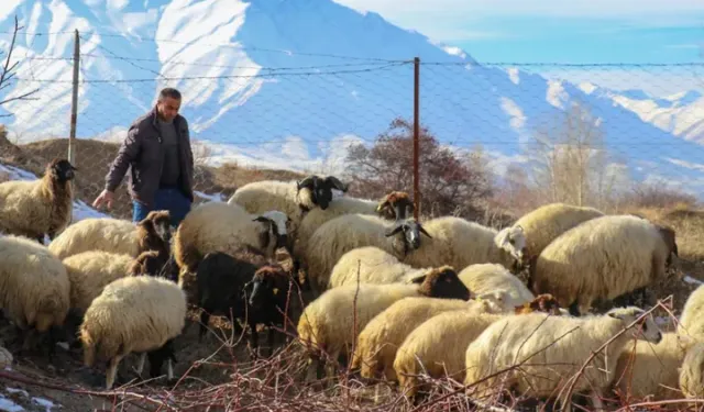 TİGEM'den 700 Küçükbaş Hayvan Satışı İçin İhale Duyurusu