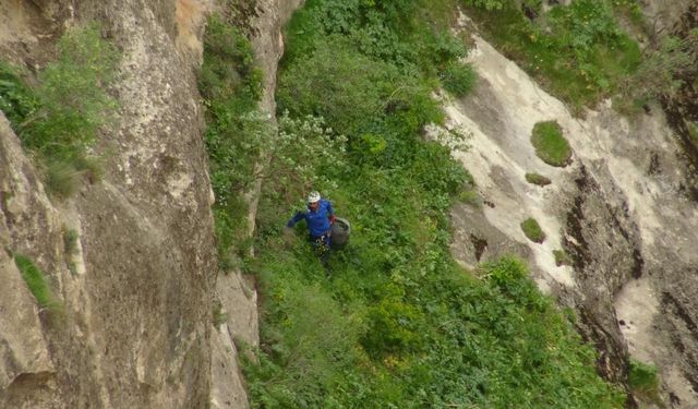 Şifa İçin Tehlikeli Yolculuk: 400 Metrelik Kayalıklarda Ot Topladı