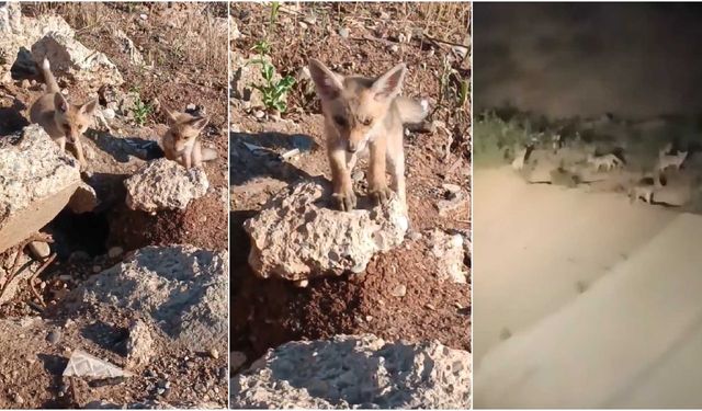 Diyarbakır’da iki farklı noktada onlarca tilki yavrusu kameralara yansıdı