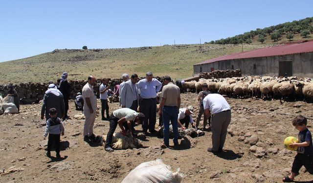 DİYARBAKIR-"Yaylacıların sorunları çözülmezse hayvancılık tamamen bitebilir"