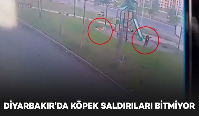 Diyarbakır’da köpek saldırıları bitmiyor