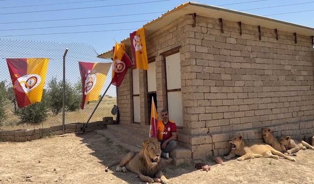 Diyarbakırlı iş insanı Galatasaray’ın şampiyonluğunu aslanlarıyla kutladı