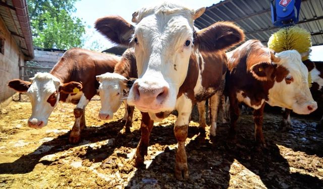 Kurban Hizmetlerinin Uygulanmasına Dair Tebliğ, Resmi Gazete'de Yayımlandı