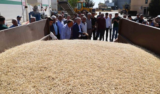Mardin'de sezonun ilk arpa hasadı yapıldı: Rekolte nasıl?
