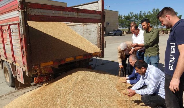 Mardin’de yılın ilk buğdayı hasat edildi: İşte fiyatı ve rekoltesi!