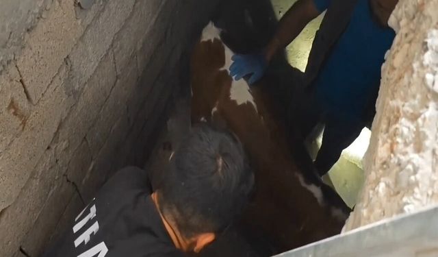 Evdeki Buzağı Bodrum Kata Düştü Yardımlarla Kurtarıldı