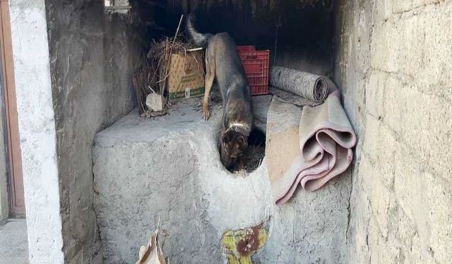 ‘Mailo’ İşbaşında: Tandırda Gizlenen Shunk'u Buldu