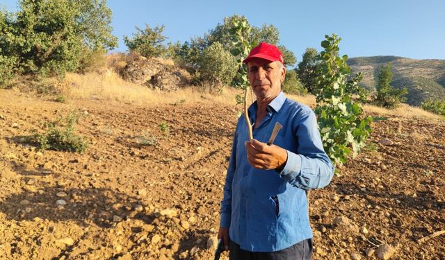 Fıstık Aşılama Çalışmaları Sürüyor