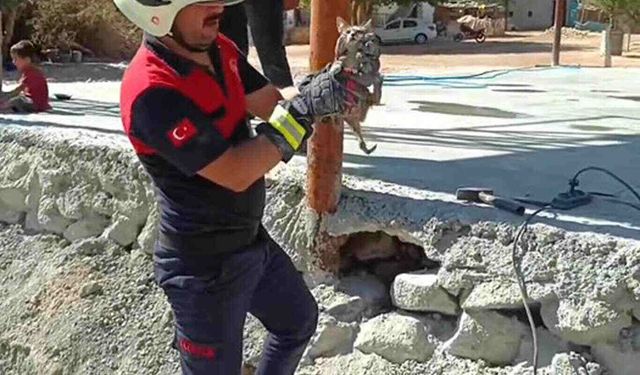 Beton Altında Mahsur Kalan Yavru Kediler Kurtarıldı
