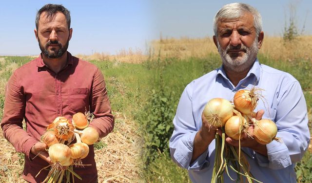 Diyarbakır’da soğan tarlada kaldı: Çiftçilerin zararı büyük!