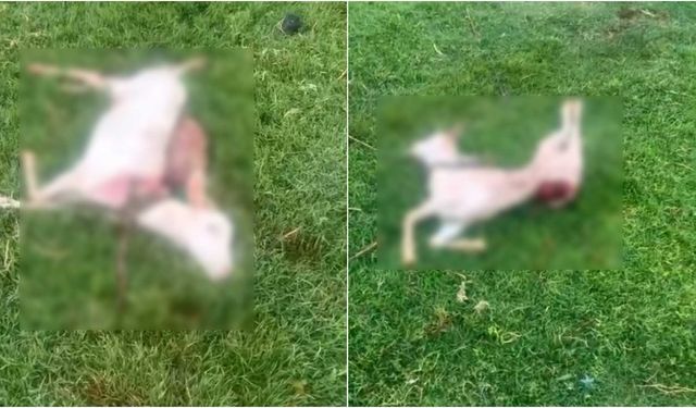 Başıboş sokak köpekleri, iki keçiyi telef etti