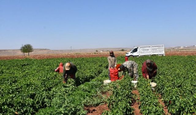 Sıcaklara Rağmen Biber Hasadında Kadınların Azmi Sürüyor