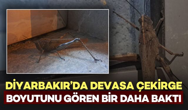 Diyarbakır'da Ortaya Çıkan Çekirgenin Boyutu Hayrete Düşürdü: Gören Bir Daha Baktı