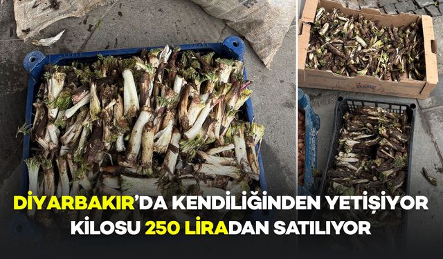 Diyarbakır'da Kendiliğinde Yetişiyor: Kilosu 250 lira