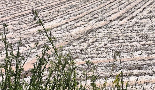 Diyarbakır, Çınar ve Bismil’de Sağanak ve Dolu Etkili Oldu: Ekinler Zarar Gördü